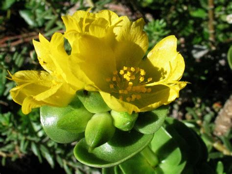 Portulaca molokiniensis - 'Ihi | World of Succulents