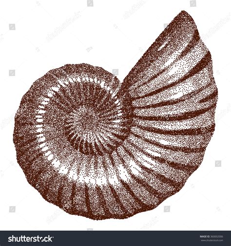 Dotted Ammonite Shell - Vector Illustration - 360002006 : Shutterstock