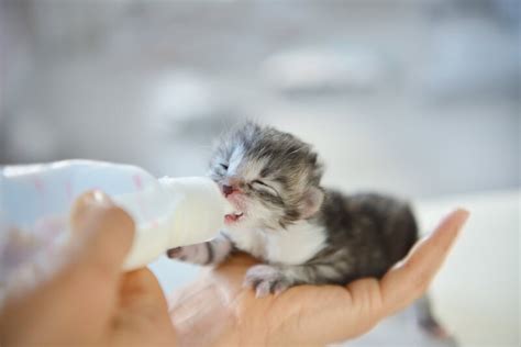 Weaning Kittens: Vet-Reviewed Guide for When & How to Start | Hepper