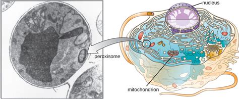 Lysosomes Vs Peroxisomes - Neva Site