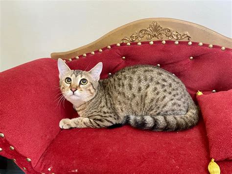 Egyptian Mau bronze color kitty | Cattery SINDYCAT