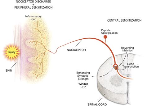 Computational functions of neurons and circuits signaling injury: Relationship to pain behavior ...