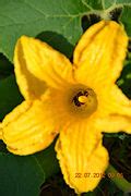 Category:Insects on Cucurbita pepo flowers - Wikimedia Commons