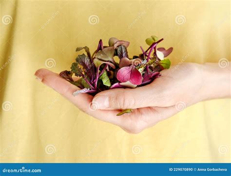 Woman Holding Plastic Container with Red Rambo Radish Microgreens Stock ...