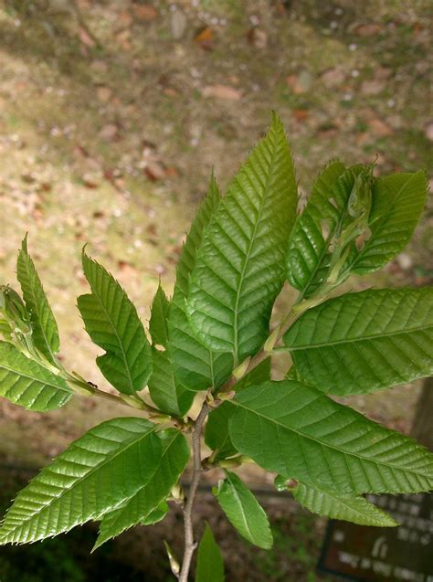 Japanese Chestnut Facts, Health Benefit & Nutritional Value