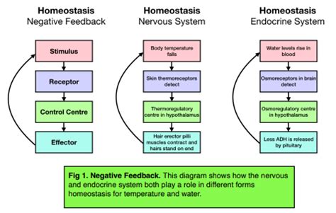 Negative Feedback Loops Maintain Hormone Balance in the Body's Endocrine System | Health