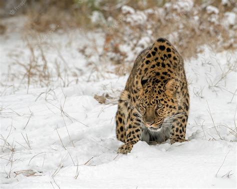 Premium Photo | Amur leopard hunched over in the snow in winter during snowfall