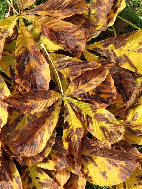 Chestnut tree leaves stock photo. Image of chestnut, plant - 27204196