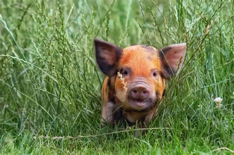 Wallpaper : baby animals, grass, pigs, mammals 2500x1667 - WallpaperManiac - 1622907 - HD ...