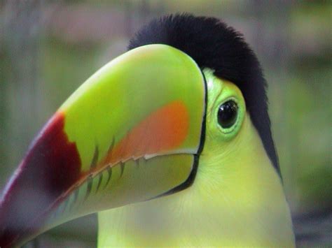 The Beuty Of The Toucan Bird