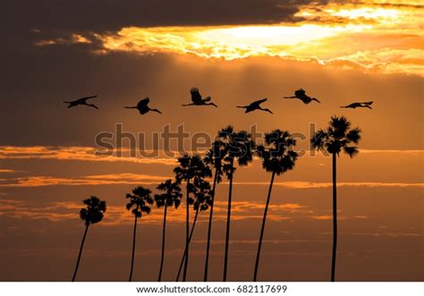 Palm Tree Flying Birds Sunset Background Stock Photo 682117699 ...