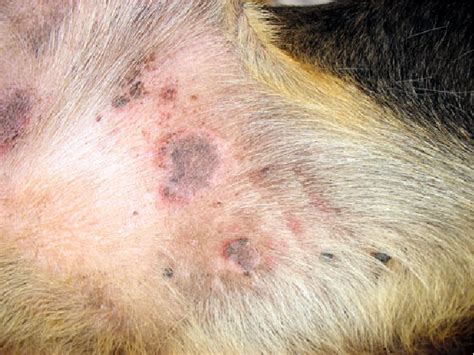 Allergic dermatitis by Dirofilaria repens in a dog: clinical picture ...