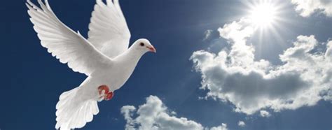 Dove Symbolism - A Guide to the Various Meanings of Doves!