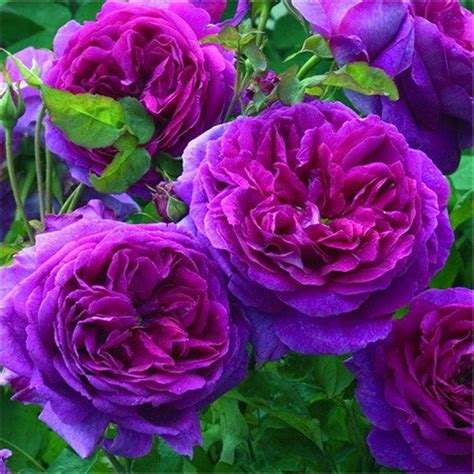 Rose Ebb Tide - Floribunda Rose