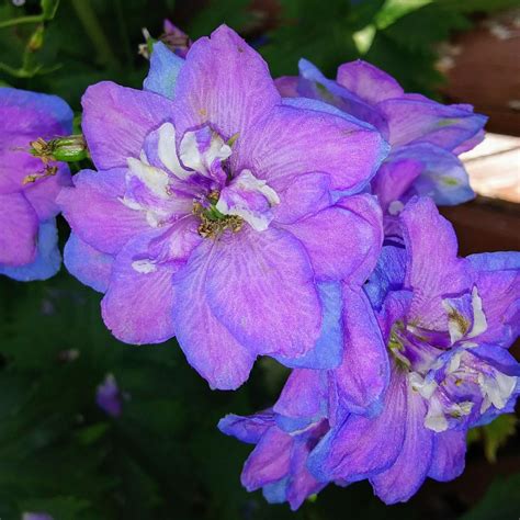 A Purple & Blue Flower | Smithsonian Photo Contest | Smithsonian Magazine