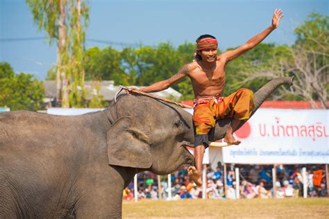 Surin Elephant Roundup Parade – Surin, Thailand : World Festival Directory