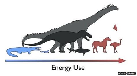 Dinosaurs 'neither warm nor cold blooded' - BBC News