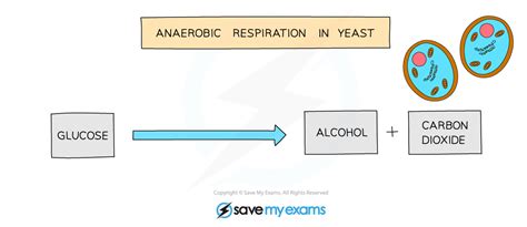 Anaerobic Respiration Word Equation | Edexcel IGCSE Biology Revision ...