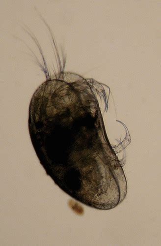 seed shrimp - Ostracoda | Through microscope at 40x with Coo… | Flickr