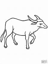 Buffalo Coloring Pages  ColoringBay sketch template