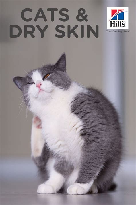 Does My Cat Have Dry Skin? | Hill's Pet | Cat care, Cat has fleas, Cat skin