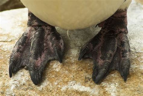 Penguin feet | Penguins, Image of the day, Feet