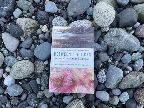 Between the Tides Book Review — SeaDoc Society