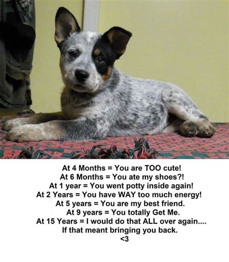 Mostly true. Tho i have never had a dog that potty trained as fast as my heelers. Generally 1-2 ...