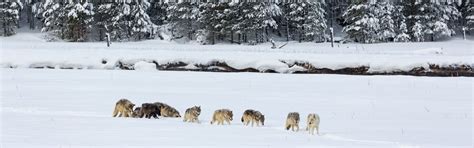 Wolf Tracking | Montana FWP