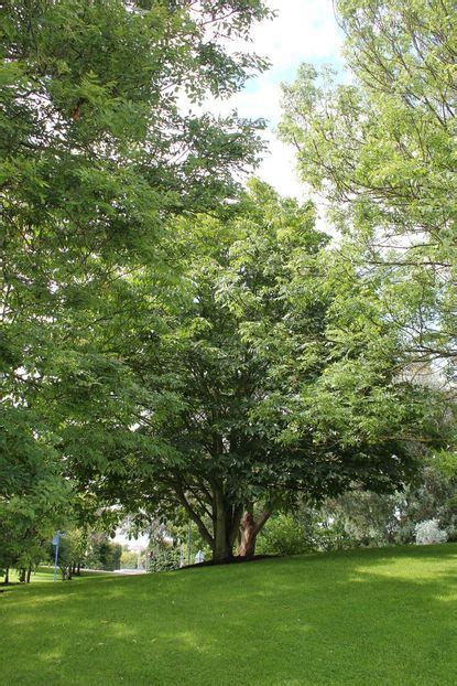 What Is A Japanese Horse Chestnut – Learn About Japanese Horse Chestnut Care | Gardening Know How