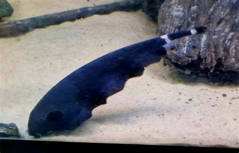 Black Ghost Knife Fish: Care, Size, Lifespan, Tank Mates