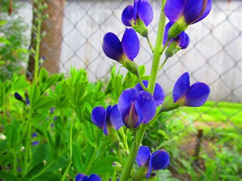 Baptisias: Plant Care and Collection of Varieties - Garden.org