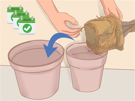 How to Prune a Money Tree: 12 Steps (with Pictures) - wikiHow