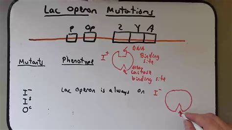 Gene Regulation lac operon mutations - YouTube