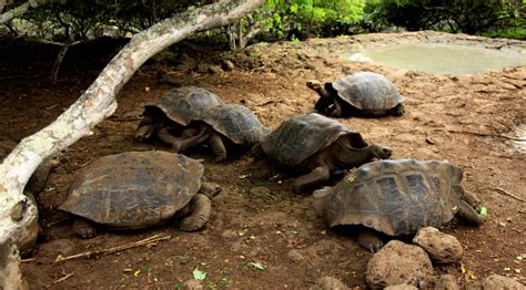 Cerro Colorado Tortoise Reserve | Go Galapagos