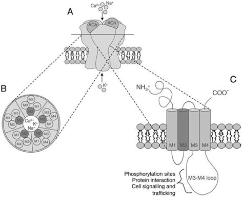 The structure of neuronal nicotinic acetylcholine receptors. A ...