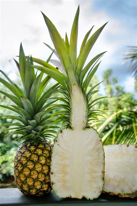 About Pineapple | Kauaʻi Sugarloaf™ White Hawaiian Pineapple