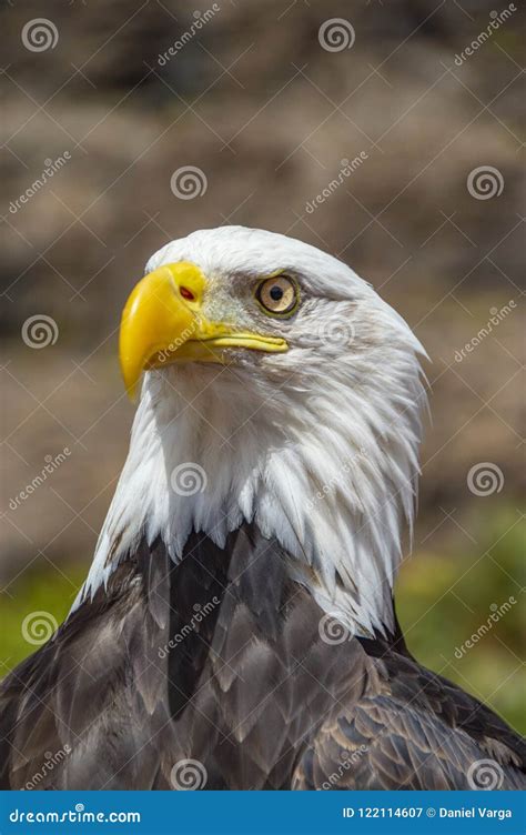 White-headed Bald Eagle Head Portrait Close Up Stock Image - Image of national, leucocephalus ...