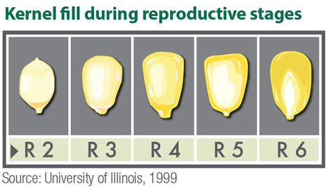 Determining Corn Growth Stages | Crop Science US