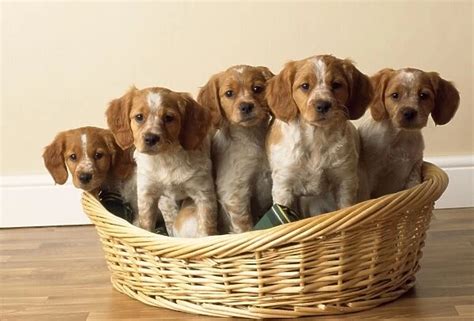 Brittany Dog puppies Our beautiful Wall Art and Photo Gifts include ...