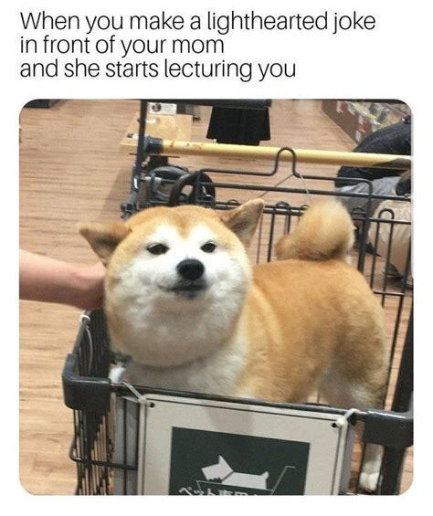 shiba inuXRFacts on Twitter | Memes, Shiba inu funny, Shiba