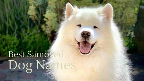 Best Samoyed Dog Names of 2024: Cute, Unique, and Meaningful Ideas