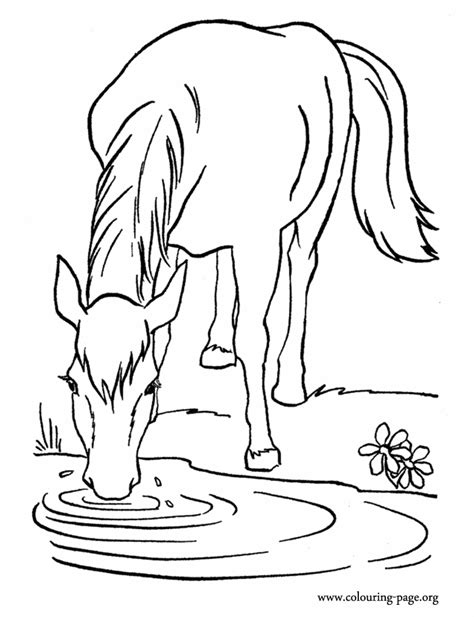 Horses - A farm horse drinking water in the lake coloring page