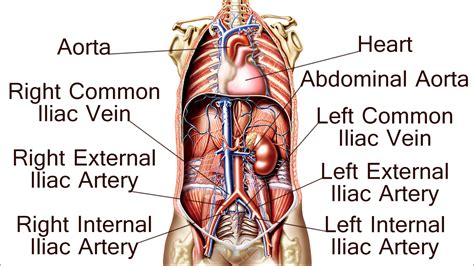 common iliac artery中文 – Hendart