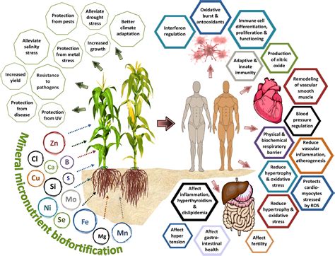 Frontiers | Agronomic biofortification of food crops: An emerging ...