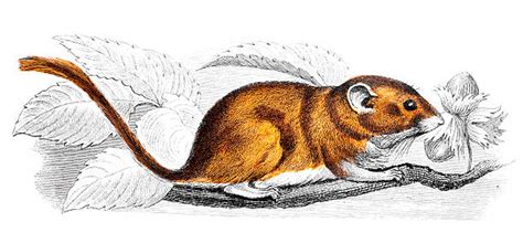 Dormouse Illustrations, Royalty-Free Vector Graphics & Clip Art - iStock