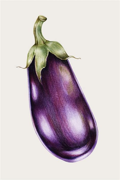 Download premium image of Hand drawn eggplant illustration about eggplant, color pencils ...