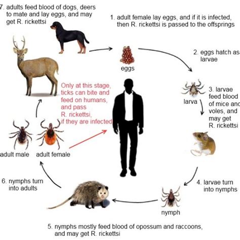 Life cycle of the ixodid tick and the spread of CCHF virus | Download ...