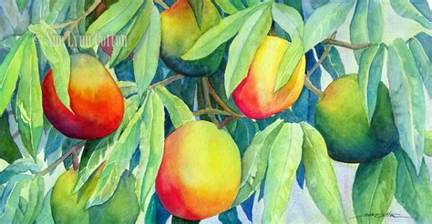 Mango Tree web – SUE LYNN COTTON Watercolor ARTIST