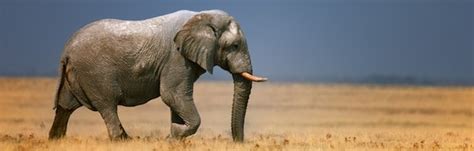 Elephant Habitat » Elephant World